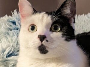 Comment toiletter son chat sans stress : guide complet