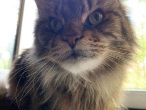 Chaton 2 mois : les premiers soins indispensables