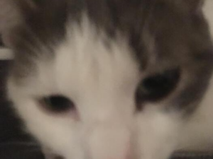 Races de chats adaptées aux appartements : top 10