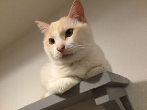 Chat stressé : 7 signes à ne pas ignorer et solutions