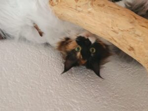 Puces et tiques chez le chat : prévention et traitement