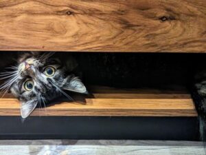 Chat senior (10+ ans) : alimentation et soins adaptés