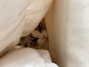 Quel arbre à chat choisir pour son appartement ?