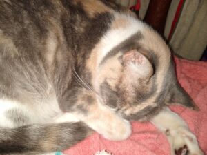 Chat qui ne mange pas : causes et que faire ?