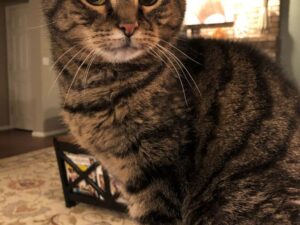 Griffoir pour chat : pourquoi c'est indispensable et comment choisir
