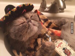 Soins dentaires du chat : comment nettoyer les dents de son chat