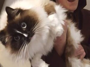 Chat qui vomit : quand s'inquiéter et que faire ?