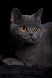 Les races de chats les plus adaptees aux appartements
