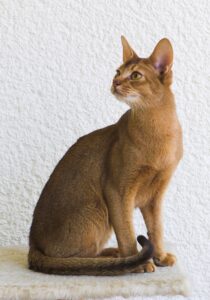 Chat stresse : 5 signes a ne pas ignorer et solutions