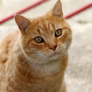Quel arbre a chat choisir pour son appartement ?