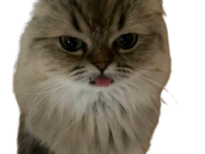 Chat Persan : guide complet (caractère, soins, prix)