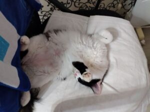 Chat qui griffe les meubles : comment l'arrêter définitivement
