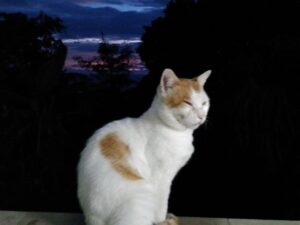 Voyage en voiture avec son chat : conseils et accessoires