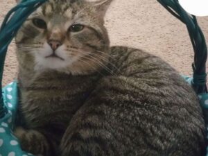 Chat castré : avantages, opération et soins post-op
